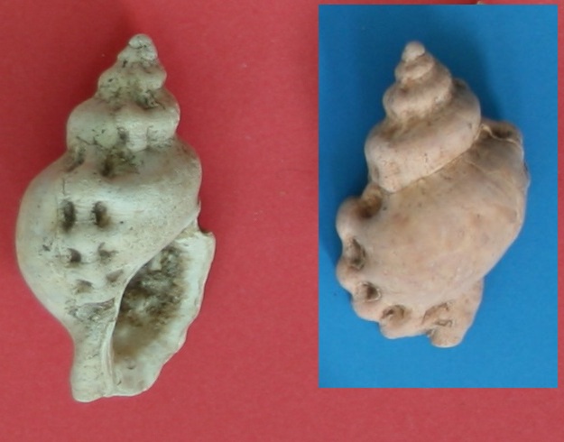 Cymathium corrugatum?